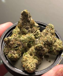 Gelato33
